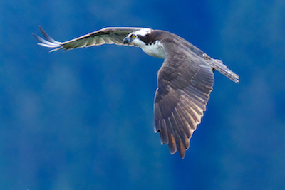 Osprey flap